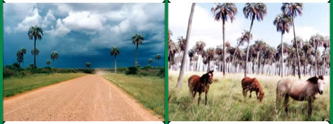 Parque Nacional El Palmar en Concordia